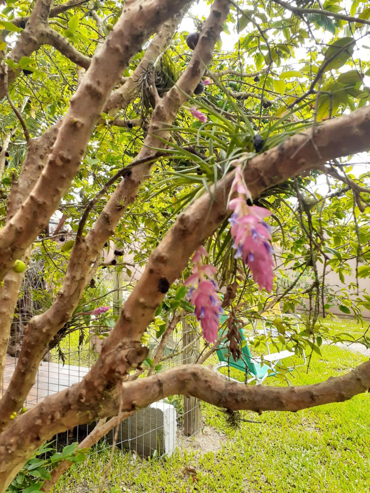 Jabuticasa Cabana De Madeira Na Praia Penha  Luaran gambar